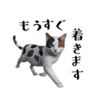 三毛猫のブオナ（個別スタンプ：39）