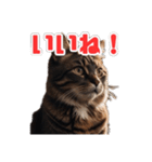ねこねこ飼ってみないかい⁇（個別スタンプ：12）