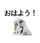 母が使うセキセイインコメッセージ（個別スタンプ：1）