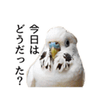 母が使うセキセイインコメッセージ（個別スタンプ：2）