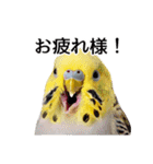 母が使うセキセイインコメッセージ（個別スタンプ：3）