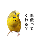 母が使うセキセイインコメッセージ（個別スタンプ：7）