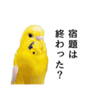 母が使うセキセイインコメッセージ（個別スタンプ：8）