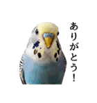 母が使うセキセイインコメッセージ（個別スタンプ：10）