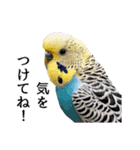 母が使うセキセイインコメッセージ（個別スタンプ：12）