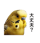 母が使うセキセイインコメッセージ（個別スタンプ：13）