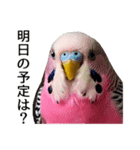 母が使うセキセイインコメッセージ（個別スタンプ：14）