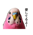 母が使うセキセイインコメッセージ（個別スタンプ：15）