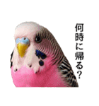 母が使うセキセイインコメッセージ（個別スタンプ：18）