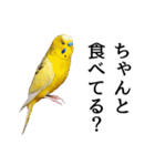 母が使うセキセイインコメッセージ（個別スタンプ：20）