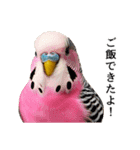 母が使うセキセイインコメッセージ（個別スタンプ：22）