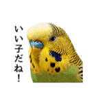 母が使うセキセイインコメッセージ（個別スタンプ：25）