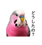 母が使うセキセイインコメッセージ（個別スタンプ：26）