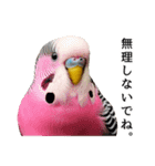 母が使うセキセイインコメッセージ（個別スタンプ：27）