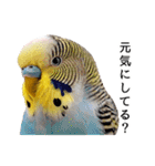 母が使うセキセイインコメッセージ（個別スタンプ：31）