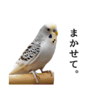 母が使うセキセイインコメッセージ（個別スタンプ：34）