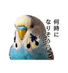 母が使うセキセイインコメッセージ（個別スタンプ：39）