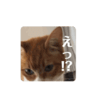 動く猫ちゃんฅ•ω•ฅ（個別スタンプ：1）