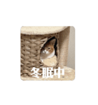 動く猫ちゃんฅ•ω•ฅ（個別スタンプ：4）