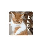 動く猫ちゃんฅ•ω•ฅ（個別スタンプ：6）