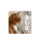 動く猫ちゃんฅ•ω•ฅ（個別スタンプ：8）