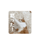 動く猫ちゃんฅ•ω•ฅ（個別スタンプ：9）