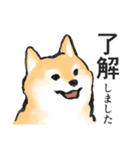 柴犬敬語スタンプ（個別スタンプ：9）