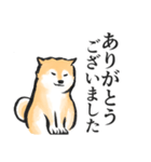 柴犬敬語スタンプ（個別スタンプ：15）