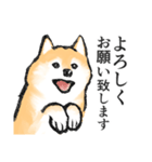 柴犬敬語スタンプ（個別スタンプ：18）