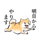 柴犬敬語スタンプ（個別スタンプ：25）