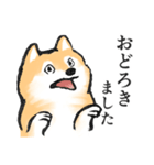 柴犬敬語スタンプ（個別スタンプ：36）