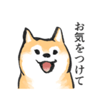 柴犬敬語スタンプ（個別スタンプ：39）