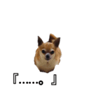 家の犬たち+α①（個別スタンプ：1）