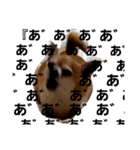 家の犬たち+α①（個別スタンプ：2）