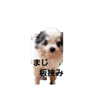 家の犬たち+α①（個別スタンプ：3）