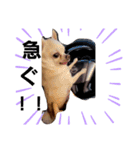 家の犬たち+α①（個別スタンプ：5）