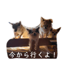 家の犬たち+α①（個別スタンプ：6）