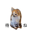家の犬たち+α①（個別スタンプ：7）
