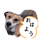 家の犬たち+α①（個別スタンプ：8）