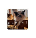家の犬たち+α①（個別スタンプ：9）