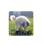 家の犬たち+α①（個別スタンプ：10）