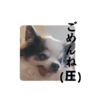 家の犬たち+α①（個別スタンプ：11）