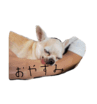 家の犬たち+α①（個別スタンプ：12）