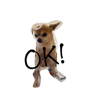 家の犬たち+α①（個別スタンプ：13）