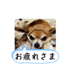 家の犬たち+α①（個別スタンプ：14）
