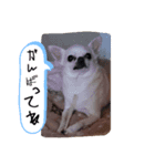 家の犬たち+α①（個別スタンプ：15）