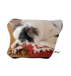 家の犬たち+α①（個別スタンプ：16）