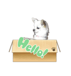 ねこと犬チワワ（個別スタンプ：5）