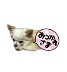 ねこと犬チワワ（個別スタンプ：6）