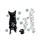 西荻窪の名犬、こぐまちゃんのスタンプ（個別スタンプ：4）